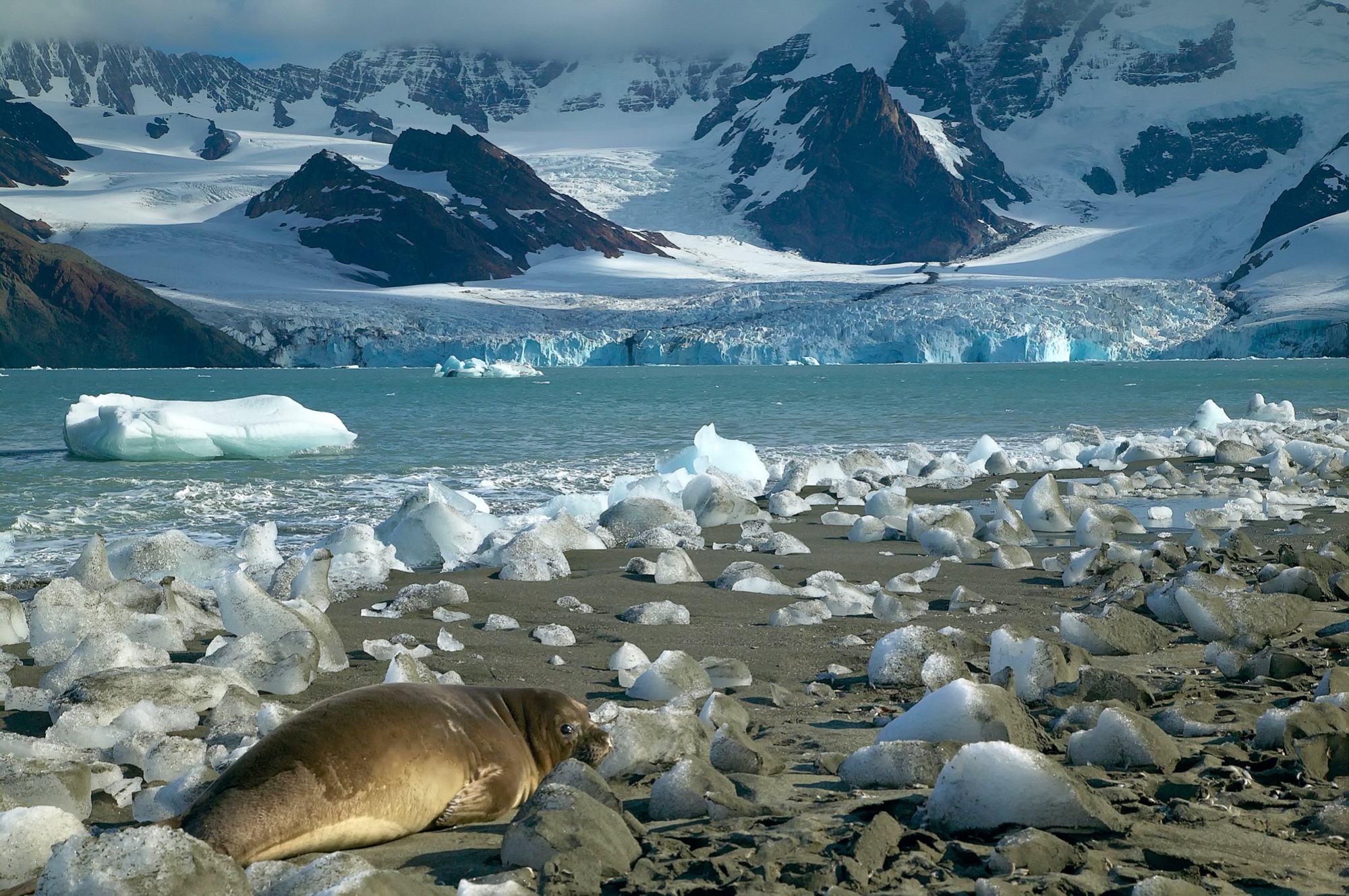 Little Molke Harbor, Süd Georgien